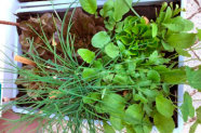 Salatpflanzen, Schnittlauch und weitere Kräuter in Pflanzkiste