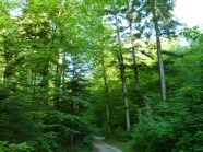 Der Tannen-Buchen-Wald