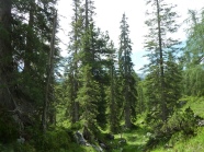 Der Fichtenwald