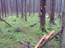 Der Wald von heute