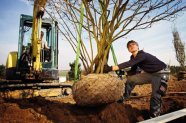 Baumschulgärtner beim Umpflanzen eines Großbaumes
