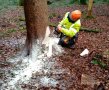 Person sägt in einen Stamm