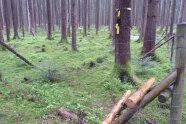 Fichten im Wald, die von einem Zaun umgeben werden