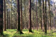 Fichten-Altbestand mit Voranbau