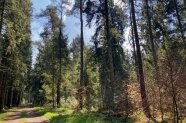 Altbestand mit Forstweg auf der linken Seite