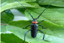 Käfer auf einem Blatt