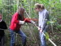 Pflegearbeiten im Jungbaumbestand