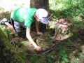 Die Gesellschaft prägt den Wald.