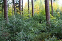 Gemischte stufig aufgebaute Dauerwaldstruktur