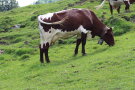 Grasende Pinzgauer Kuh auf einer Almwiese.