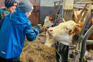 Kinder stehen vor Kühen im Stall