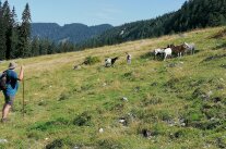 Almsommer im Lattengebirge