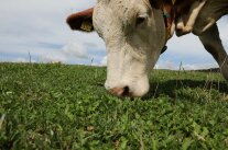 Kuh frist Gras auf Weide