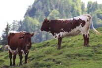 Zwei Pinzgauer Kühe stehen auf einer Almwiese.