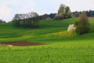 Wiese in Hanglage mit Löwenzahn und Bäumen