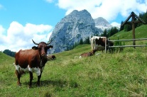 Pinzgauer Kuh vor der Reiter Alpe