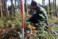 Junge Bäume mit Wäscheklammern an den Spitzen und Zollstock daneben. Dahinter verschwommen zu erkennen Förster in Dienstkleidung. (© Lisa Schubert, AELF FFB)