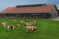 Rinder auf einer Weide vor einem Offenstall  