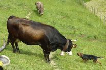 Dackel steht vor Kuh auf der Weide