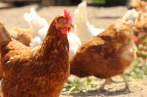 Huhn © ccke - Fotolia.com
