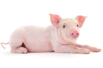 Schwein